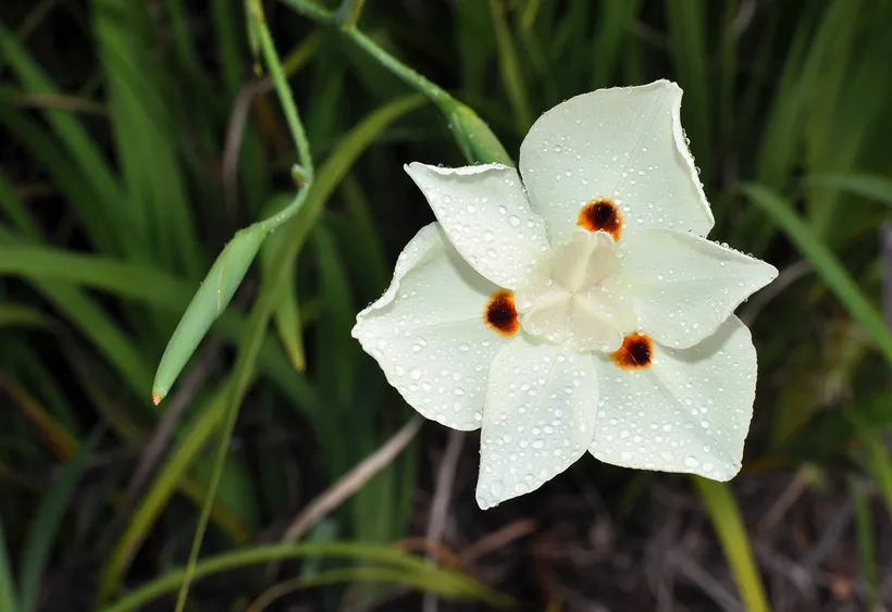 Dietes — imagen 1