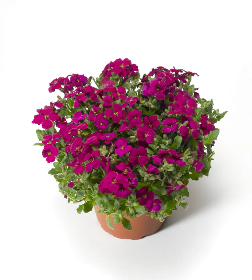 Aubrieta F1 — imagen 1