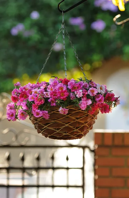 Portulaca F1 MP