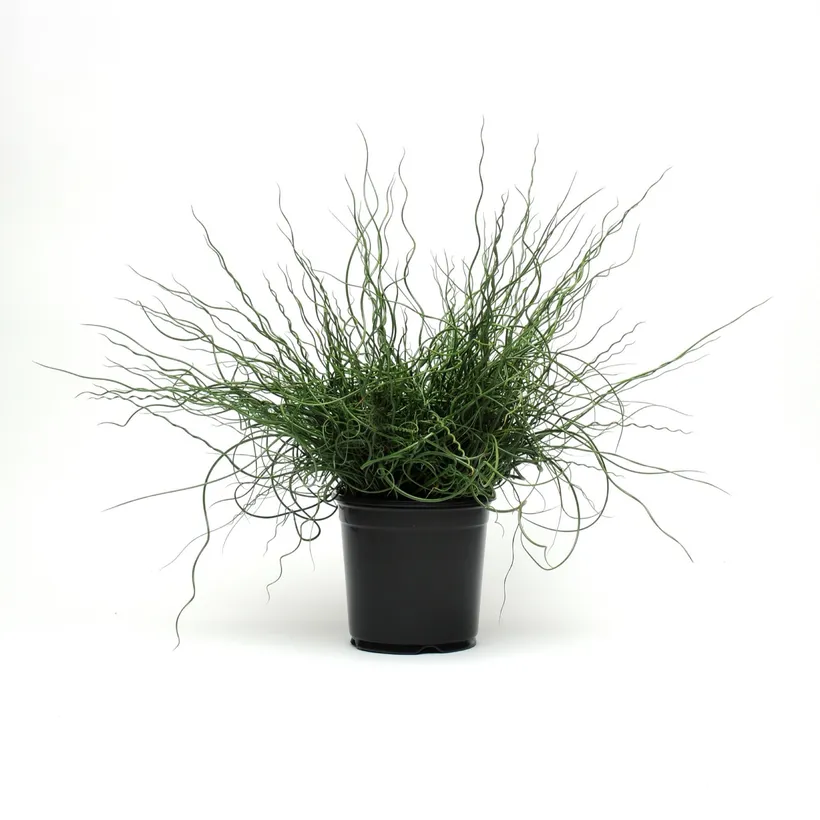 Juncus — imagen 1