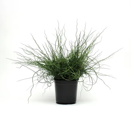 Juncus