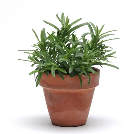 Romero Simply Herbs MP