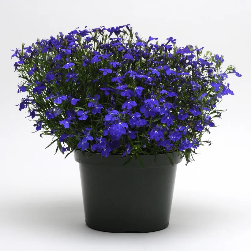 Lobelia MP — imagen 1