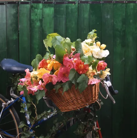 Abutilon F1