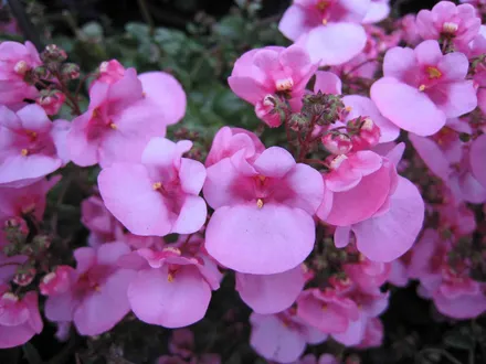 Diascia F1 Diamonte