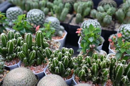 Suculentas Mix