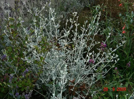 Gajo Teucrium Fruticans