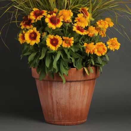 Gaillardia