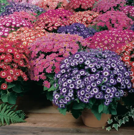 Cineraria F1