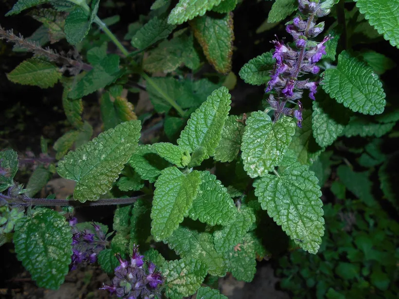 Teucrium Hircanicum — imagen 1