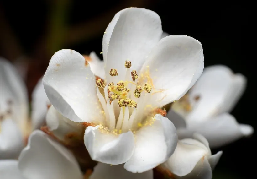 Raphiolepis — imagen 1