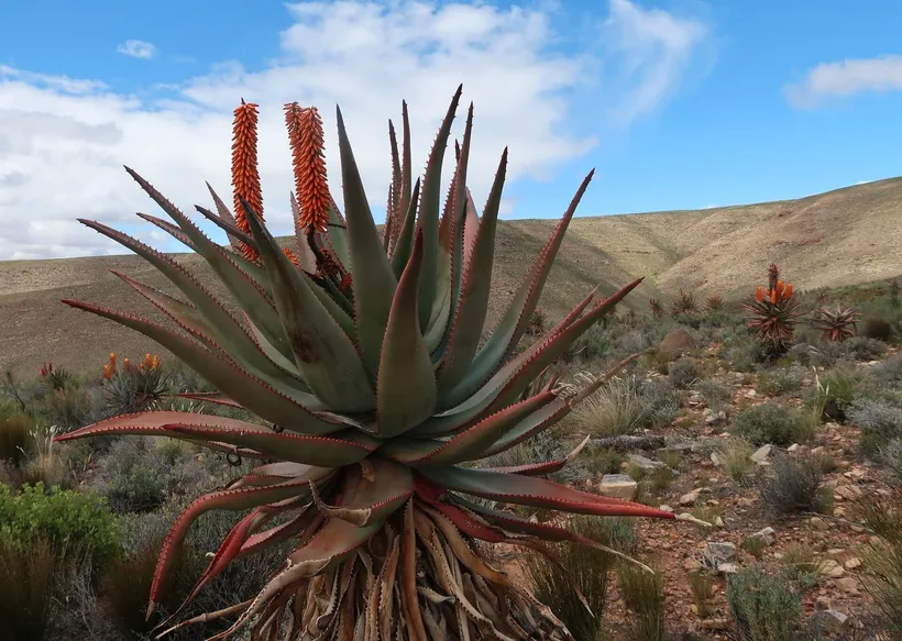 Aloe — imagen 1