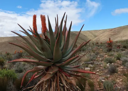 Aloe