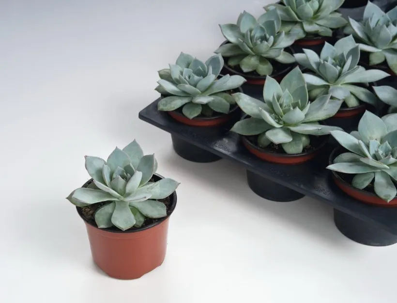 Echeveria Peacockii — imagen 1