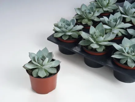 Echeveria Peacockii
