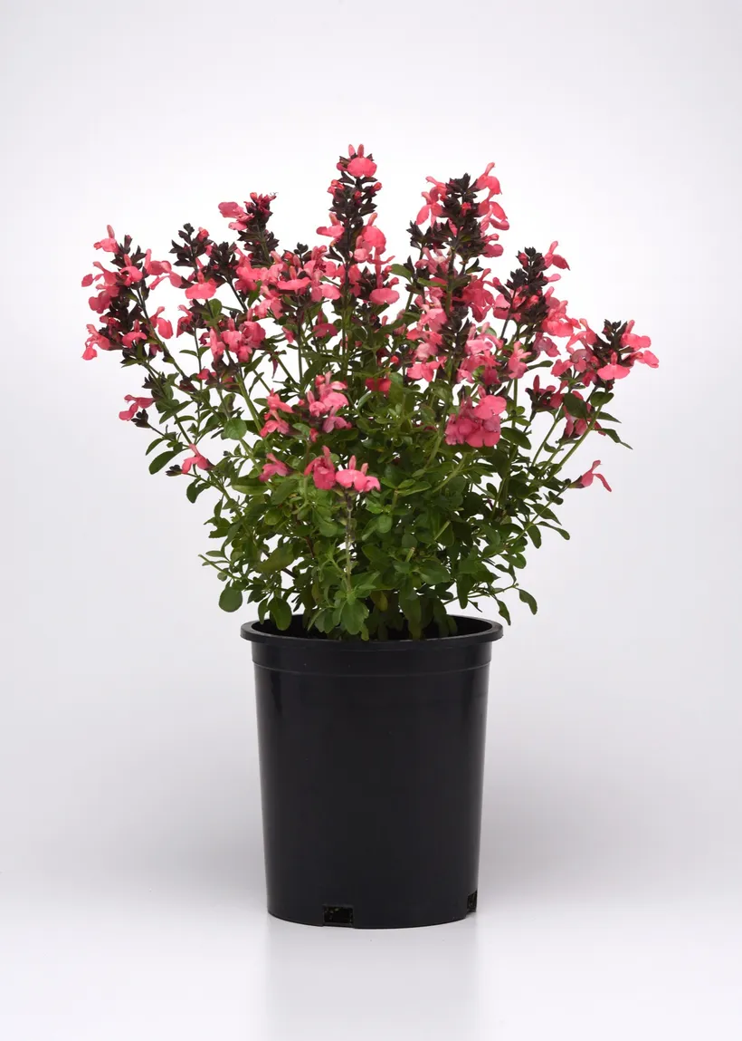 Gajo Salvia Greggii — imagen 1