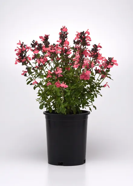 Gajo Salvia Greggii