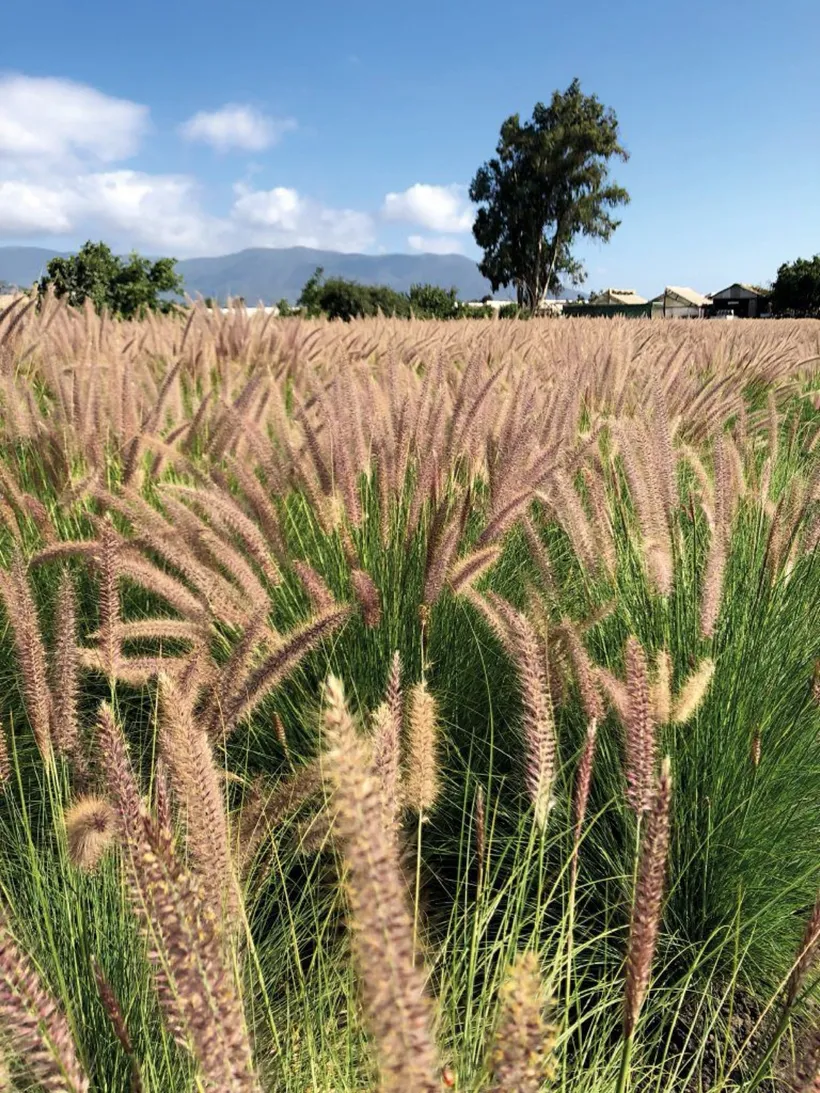 Pennisetum — imagen 1