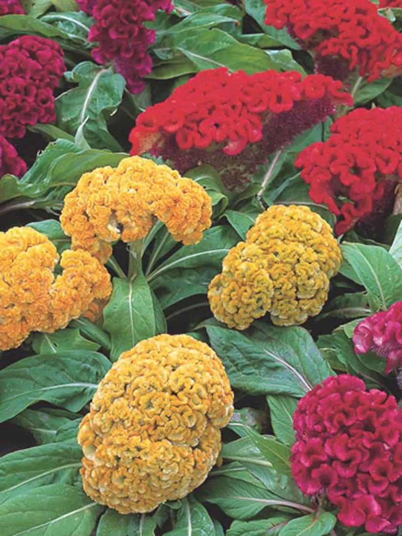 Celosia Cristata — imagen 1