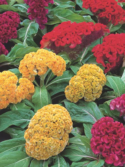 Celosia Cristata