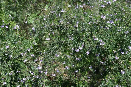 Westringia