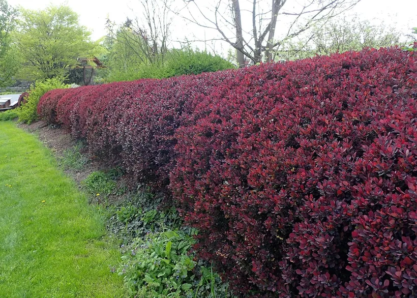 Gajo Berberis Púrpura — imagen 1