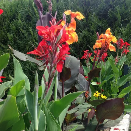 Canna Indica