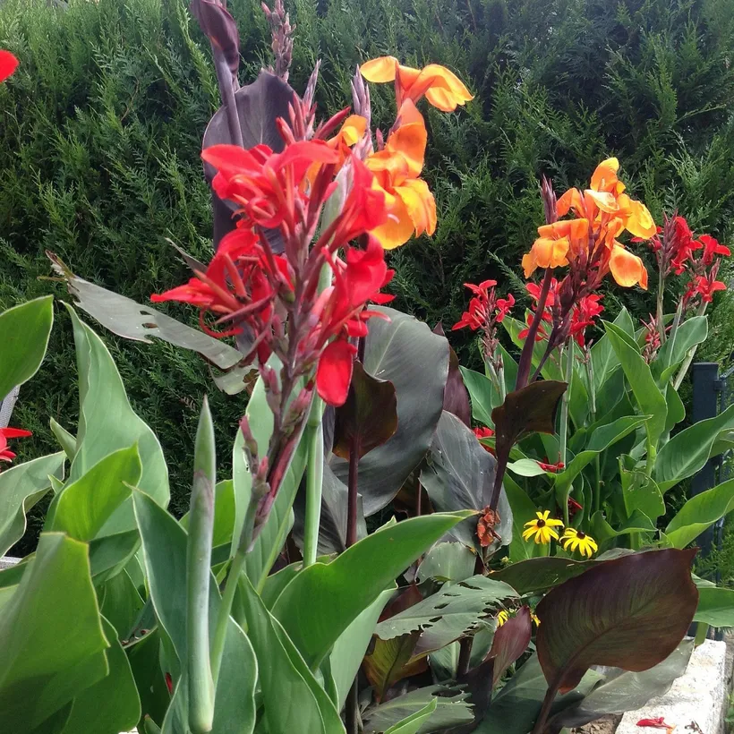 Canna Indica — imagen 1