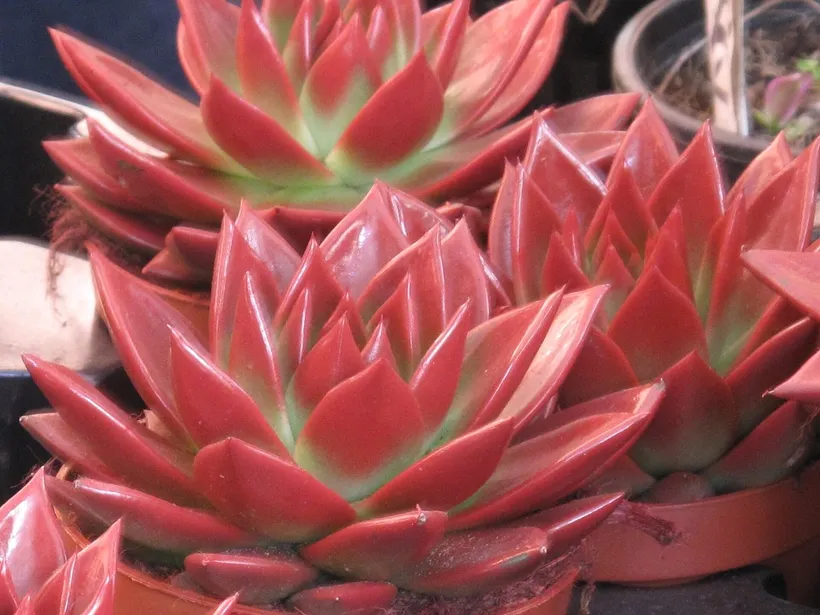 Echeveria Agavoides — imagen 1
