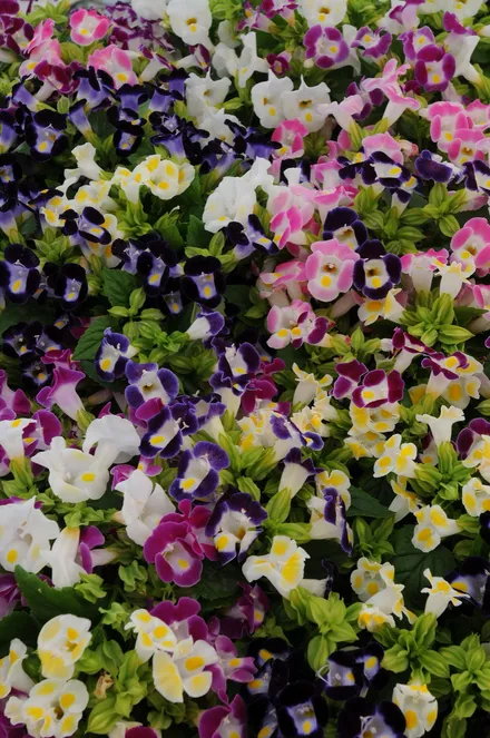 Torenia F1