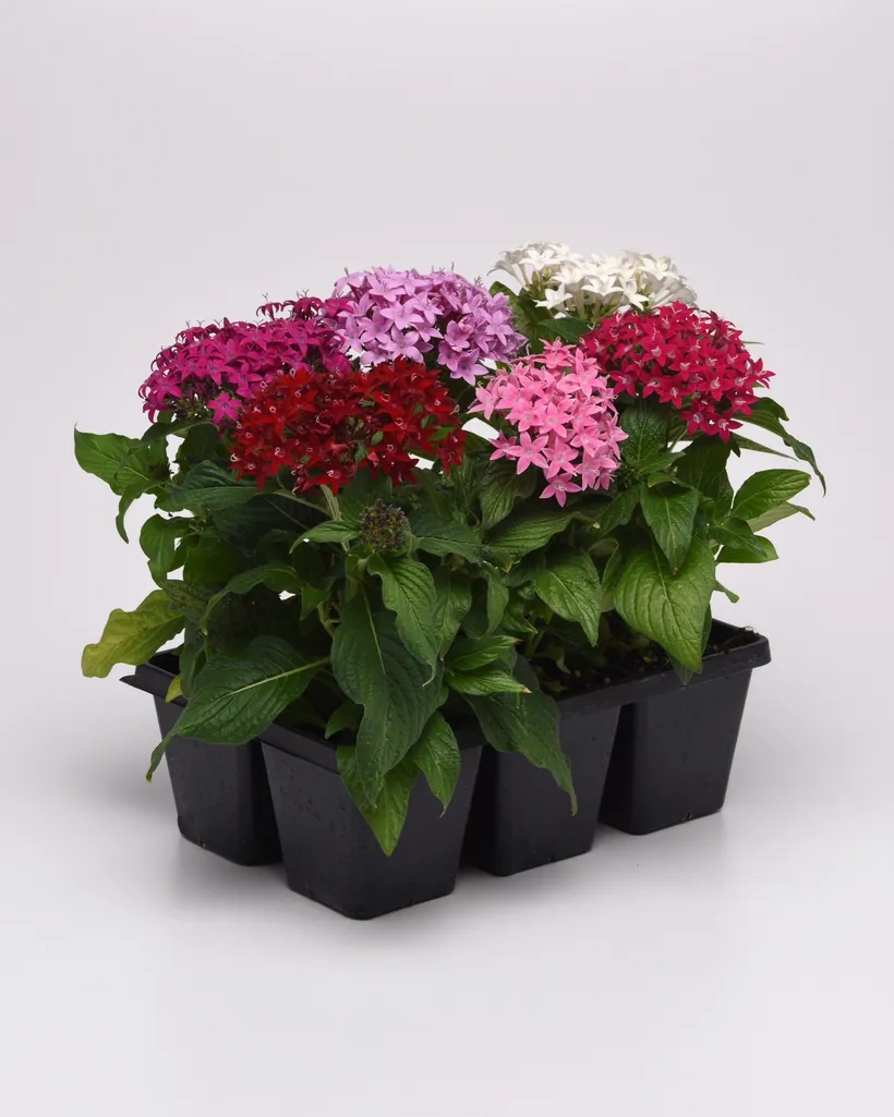 Pentas F1 — imagen 1