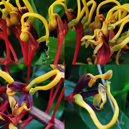 Grevillea