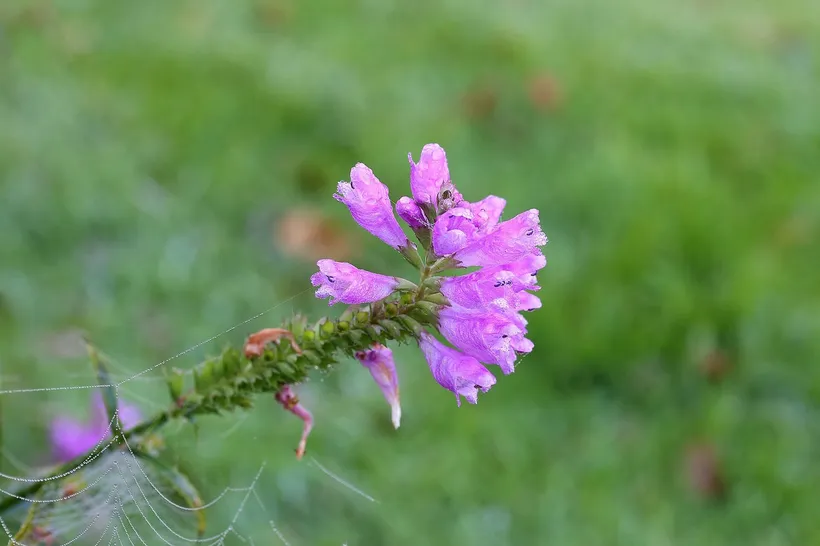 Physostegia — imagen 1