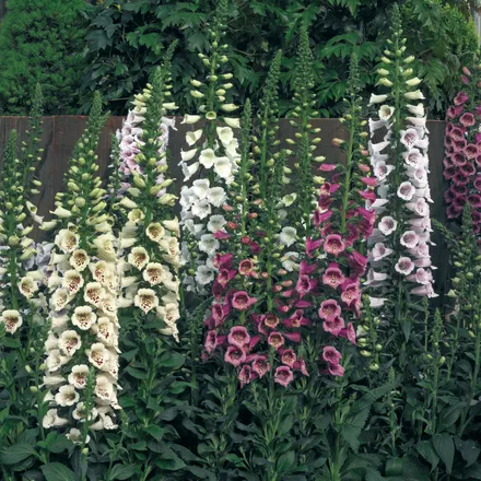 Digitalis F1