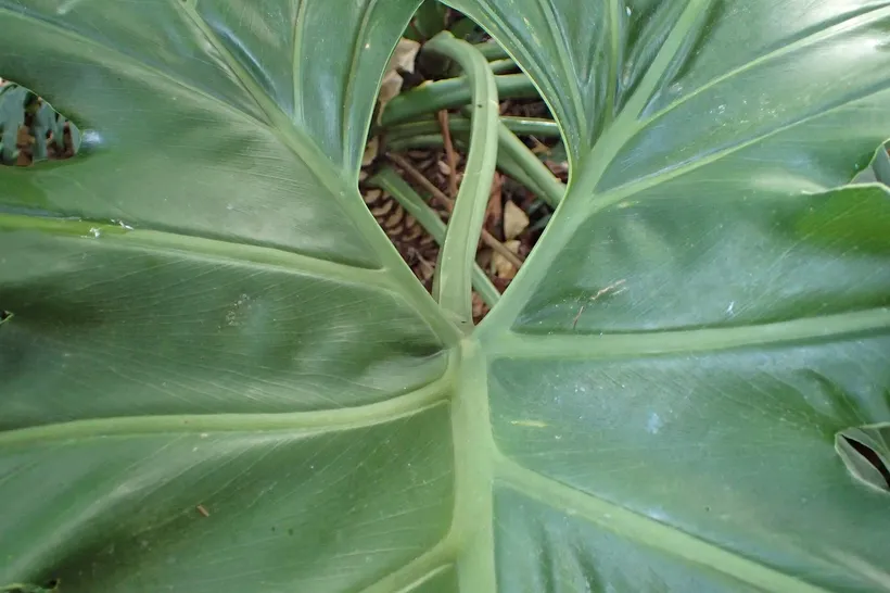 Philodendron Bipinnatifidum — imagen 1