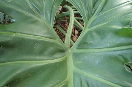 Philodendron Bipinnatifidum