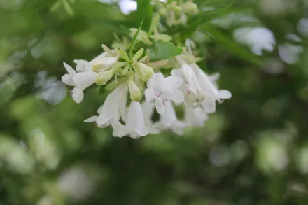 Gajo Abelia