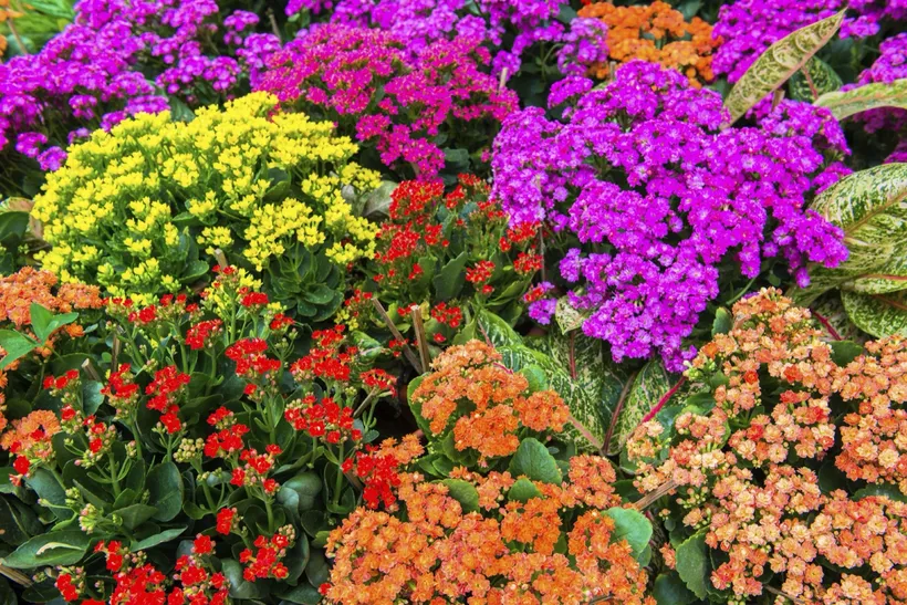 Gajo Kalanchoe Doble — imagen 1