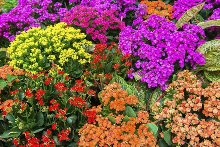 Gajo Kalanchoe Doble
