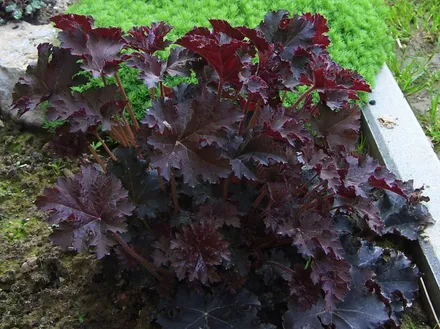 Heuchera