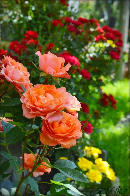 Gajo Rosa Floribunda