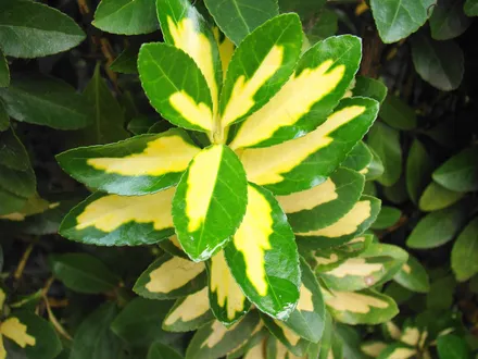 Gajo Euonymus