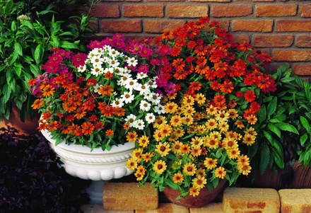 Zinnia Simple