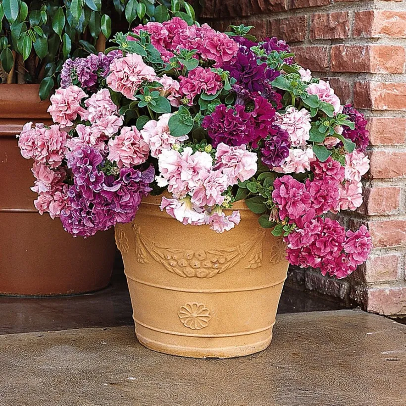 Petunia F1 Doble — imagen 1