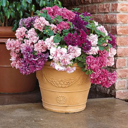 Petunia F1 Doble