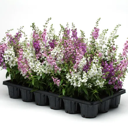 Angelonia F1