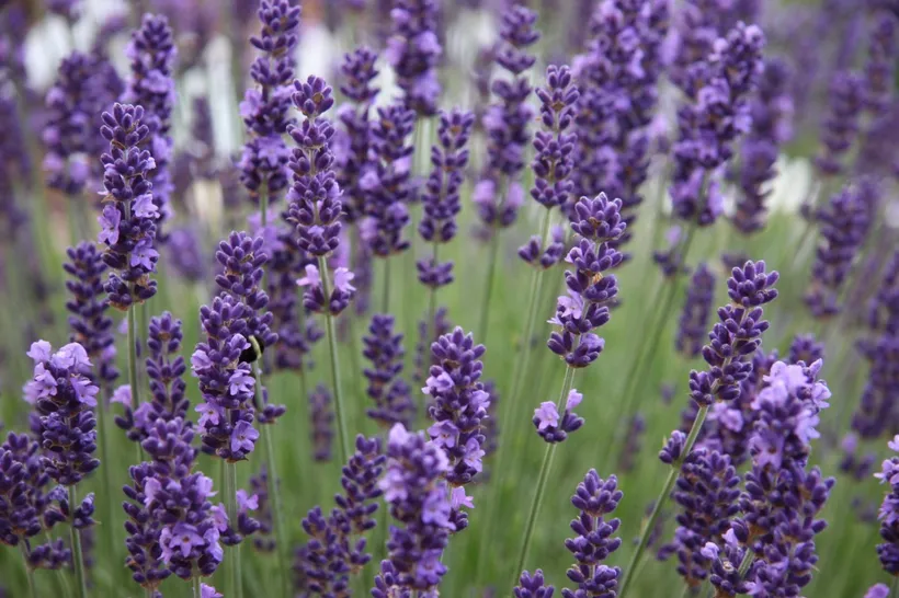 Gajo Lavanda — imagen 2