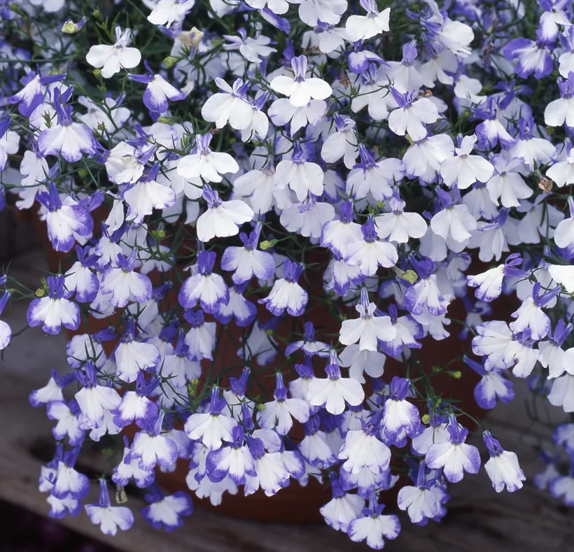 Lobelia Colgante — imagen 2