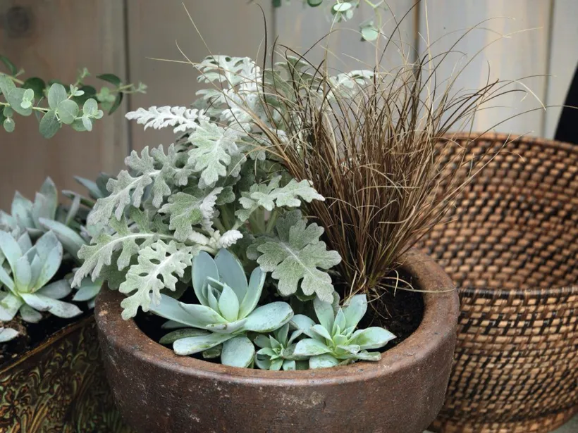 Echeveria Peacockii — imagen 2