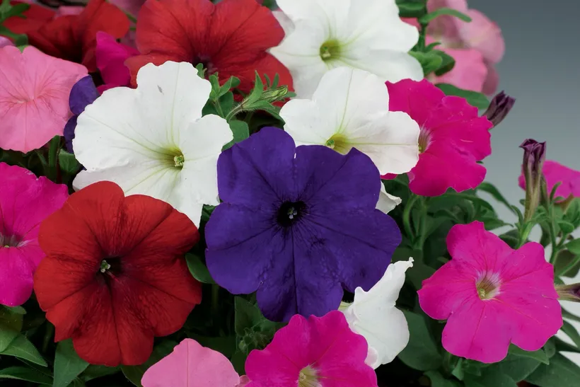 Petunia F1 Multiflora — imagen 2